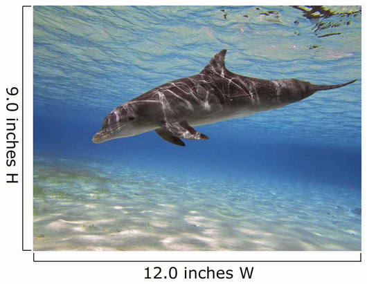 Bottlenose Dolphin Swimming Barrier Wall Decal