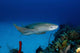 Nurse Shark with Deformed Wall Decal