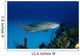 Nurse Shark with Deformed Wall Decal
