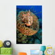 Scorpionfish Hiding Barrel Sponge Wall Decal
