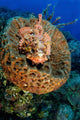 Scorpionfish Hiding Barrel Sponge Wall Decal