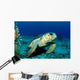 Loggerhead Sea Turtle Nassau Wall Decal