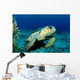 Loggerhead Sea Turtle Nassau Wall Decal
