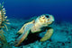Loggerhead Sea Turtle Nassau Wall Decal