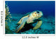 Loggerhead Sea Turtle Nassau Wall Decal