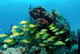 Reefscape with School Striped Wall Decal