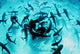 Feeding Frenzy Caribbean Reef Wall Decal