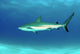 Caribbean Reef Shark Nassau Wall Decal