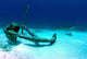 Caribbean Reef Shark Swims Wall Decal