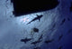 Caribbean Reef Sharks Circling Wall Decal