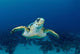 Hawksbill Sea Turtle Nassau Wall Decal
