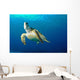 Hawksbill Sea Turtle Ascending Wall Decal