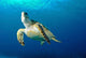 Hawksbill Sea Turtle Ascending Wall Decal