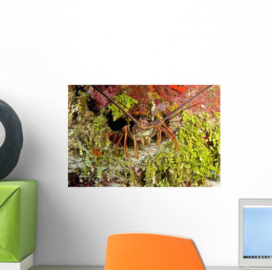 Spiny Lobster Hiding Reef Wall Decal
