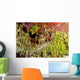 Spiny Lobster Hiding Reef Wall Decal
