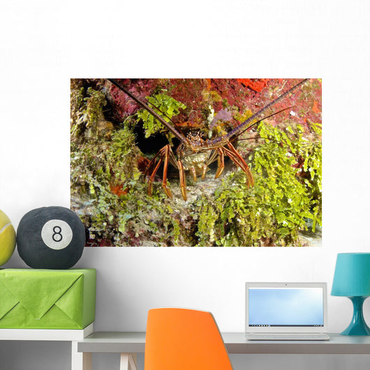 Spiny Lobster Hiding Reef Wall Decal