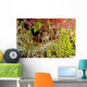 Spiny Lobster Hiding Reef Wall Decal