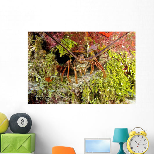 Spiny Lobster Hiding Reef Wall Decal