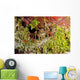 Spiny Lobster Hiding Reef Wall Decal