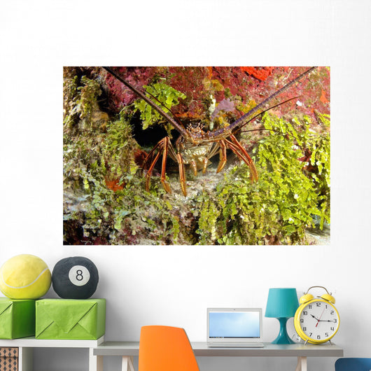Spiny Lobster Hiding Reef Wall Decal