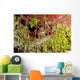 Spiny Lobster Hiding Reef Wall Decal