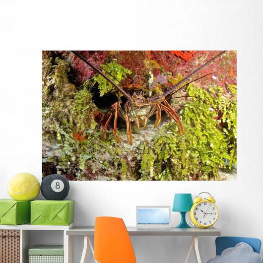 Spiny Lobster Hiding Reef Wall Decal