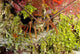Spiny Lobster Hiding Reef Wall Decal