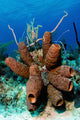 Brown Tube Sponge Cluster Wall Decal