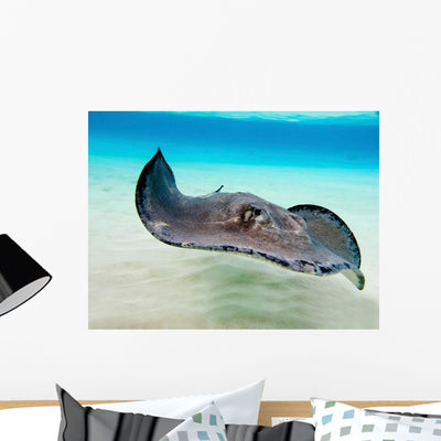 Female Southern Atlantic Stingray Wall Decal shown on a wall