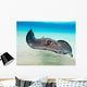 Female Southern Atlantic Stingray Wall Decal