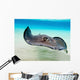 Female Southern Atlantic Stingray Wall Decal
