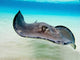 Female Southern Atlantic Stingray Wall Decal