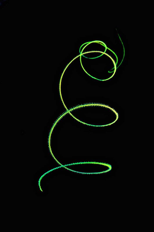 Spiral Coral Whip Black Wall Decal