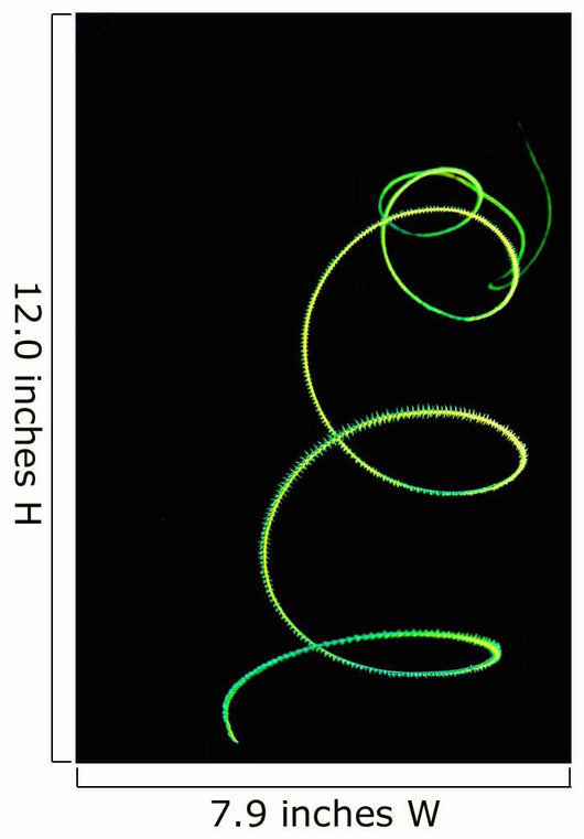 Spiral Coral Whip Black Wall Decal