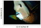 Close-up Gray Angelfish Grand Wall Decal