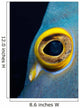 Close-up French Angelfish Eye Wall Decal