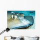 Close-up Female Southern Atlantic Wall Decal