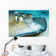 Close-up Female Southern Atlantic Wall Decal