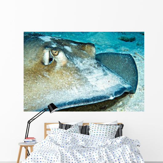 Close-up Female Southern Atlantic Wall Decal