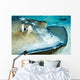 Close-up Female Southern Atlantic Wall Decal