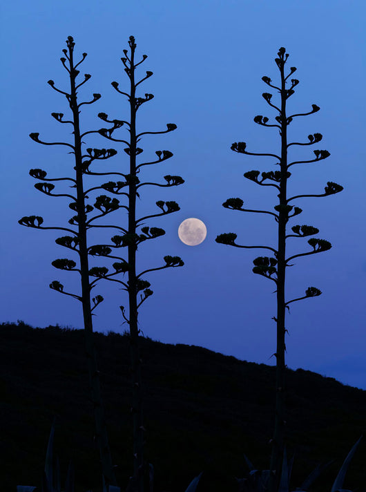 Moon Rising between Agave Wall Decal