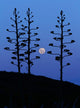 Moon Rising between Agave Wall Decal