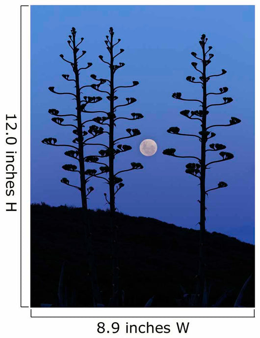 Moon Rising between Agave Wall Decal