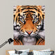 Tiger Face Wall Mural