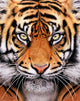 Tiger Face Wall Mural