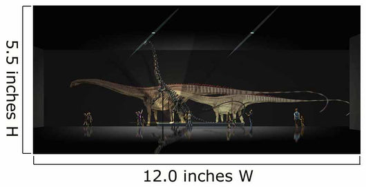 Exhibition Space Featuring Diplodocus Wall Decal Design 2