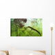 Curious Koumpiodontosuchus Eyes Neovenator Wall Decal