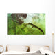 Curious Koumpiodontosuchus Eyes Neovenator Wall Decal