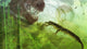 Curious Koumpiodontosuchus Eyes Neovenator Wall Decal