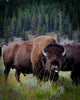 Buffalo in Forest Wall Mural